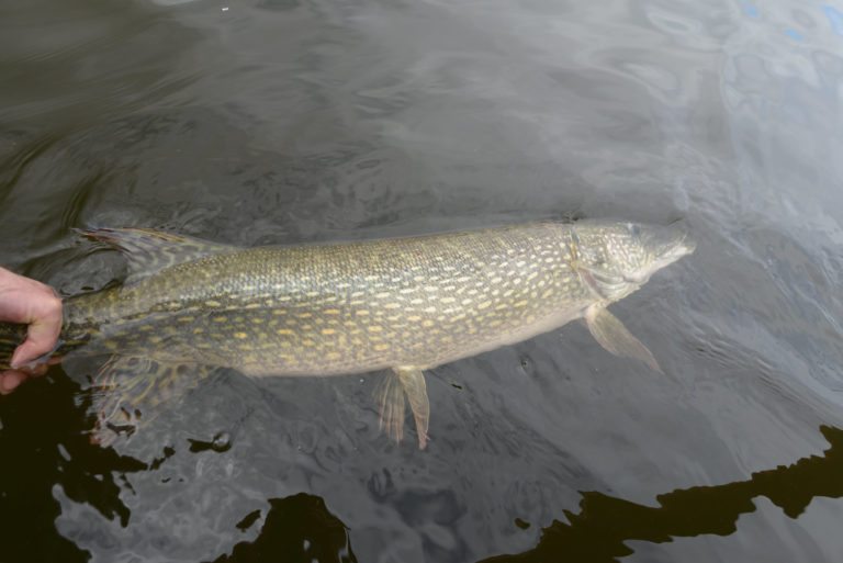 Big Pike, catch and release, predator, 22 pound pike