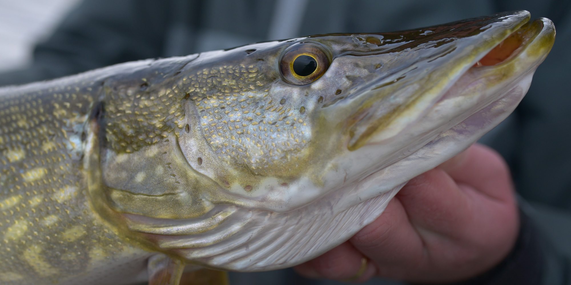 PikePredator Pike, predator fishing, fishing near Edinburgh, best pike fishing