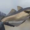 Pollack, Pollock, Sea Fishing, Shore Fishing, Scotland