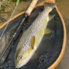 Brown Trout, River Tweed, Dry Fly, Sage LL Trout rod, best time to Visit Scotland