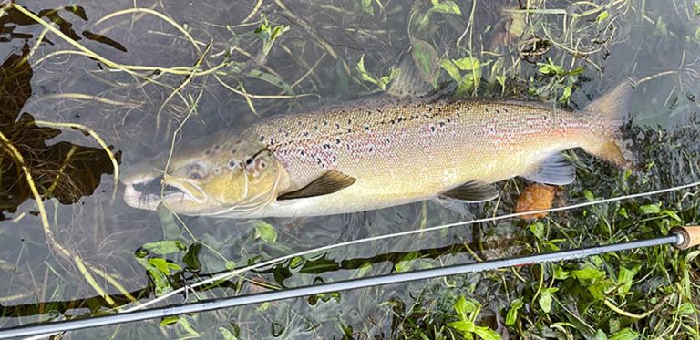 Best lochs and rivers in Scotland, Whiteadder salmon, River Tweed, salmon in Scotland