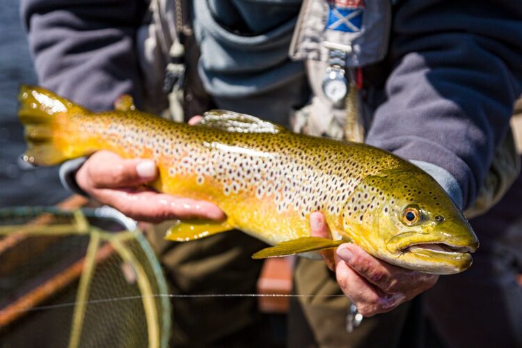 Brown trout fishing near Inverness Scottish Highlands