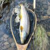 Wild-Brown-Trout-River-Whiteadder River Whiteadder, Brown Trout, Dry Fly, EDEN Made trout net, best time to Visit Scotland