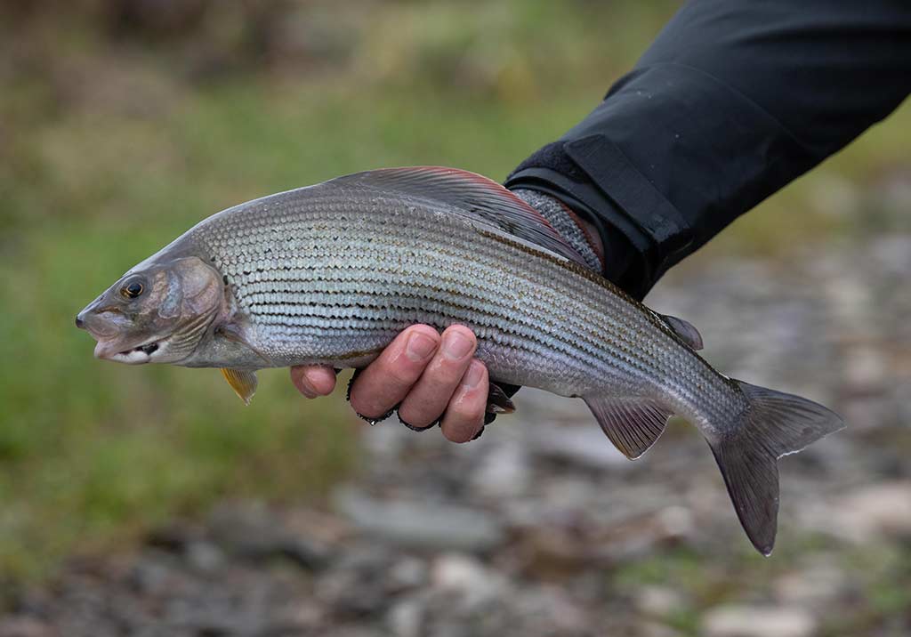 Winter Fly Fishing in Scotland for Grayling - Scotia Fishing