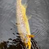 Brown-Trout Brown trout, fly fishing, dry fly, River Teviot, best time to Visit Scotland
