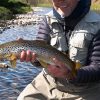 Brown-Trout-Teviot Brown trout, dry fly, River Tweed