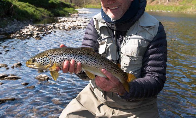 Brown-Trout-Teviot Brown trout, dry fly, River Tweed