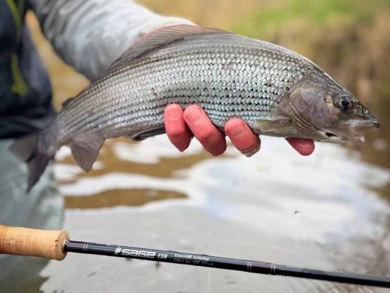River Teviot, River Tweed, Grayling Fishing, Scotland, Sage Rods, Sage Endorsed Gudies, ESN, River Fishing