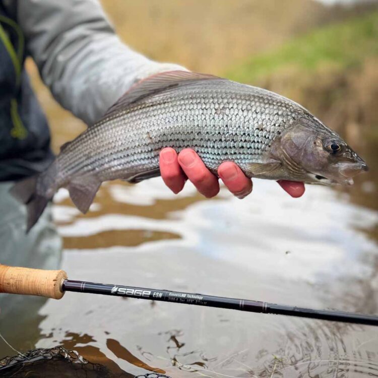 Gralyling Fishing Scotland 1 River Teviot, River Tweed, Grayling Fishing, Scotland, Sage Rods, Sage Endorsed Gudies, ESN, River Fishing