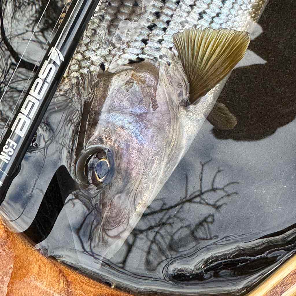 River Teviot, River Tweed, Grayling Fishing, Scotland, Sage Rods, Sage Endorsed Gudies, ESN, River Fishing