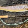 Brown Trout, River Deveron, Dry Fly