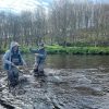 River Deveron, Trout Fishing
