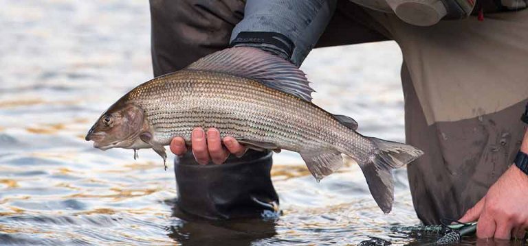 winter fishing, Grayling, River Tweed, Fishing Guide, Euronymphing