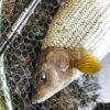 Best fishing near Edinburgh, winter fishing, Grayling, Types of fish, River Tay, Fishing Guide, Euronymphing