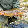 Loch Shiel, Scottish Highlands, Trout fishing, Loch