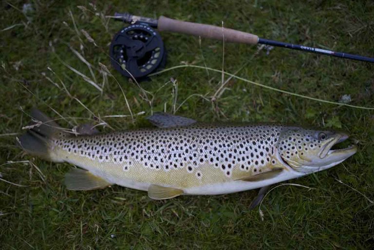 River Don, wild, brown trout, dry fly, fly fishing, River Tweed, River Tay