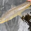 River Tay, Wild Brown Trout, River Tay, Types of fish, fishing, Trout, Dry Fly Sage X,