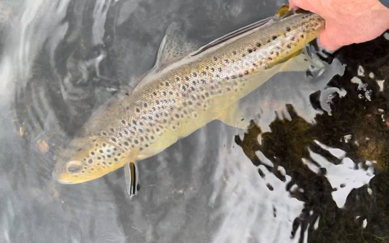 River Tay, Wild Brown Trout, River Tay, Types of fish, fishing, Trout, Dry Fly Sage X,