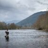 River Tay, Trout Fishing, Wild Brown Trout, Aberfeldy