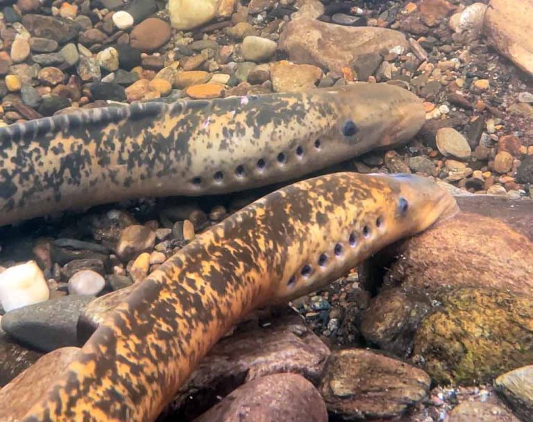 Sea Lamprey, River Tay, Types of fish,
