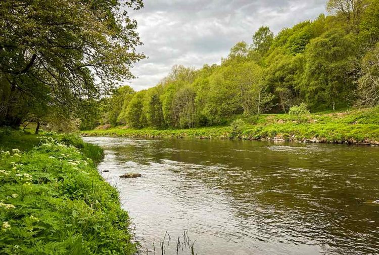 Guided-Brown-Trout-Fishing-River-Don River Don, Brown Trout, Wild Trout