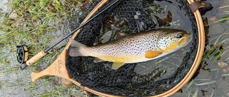 River-Don-Brown-Trout River Don, Brown Trout, Wild Trout