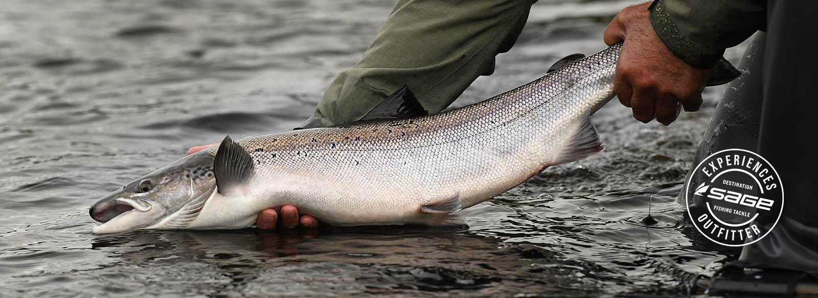 salmon, River Tay, River Earn, River Ericht, River Tummel, fresh, Atlantic Salmon, catch and release, Autumn, Cock fish