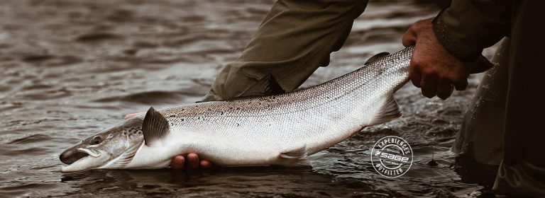 Salmon, Atlantic salmon, fishing, speycasting, catch and release, River Tay, Salmon,