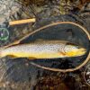 Trout-Fishing-Scotland-Sage-Rods River Tweed, Brown Trout, Trophy, Landing net, Sage Experiences