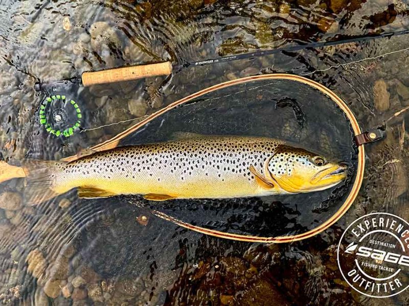 River Tweed, Brown Trout, Trophy, Landing net, Sage Experiences