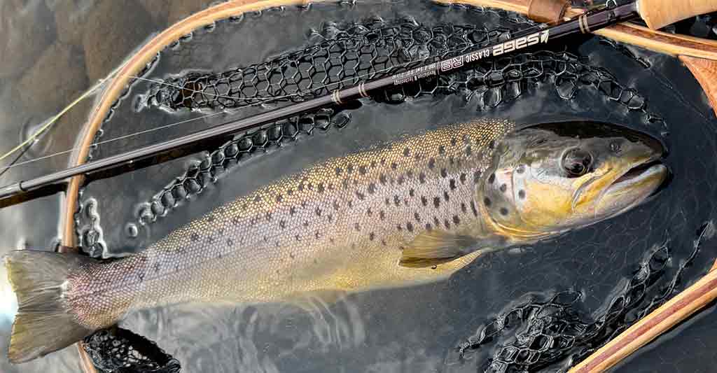 River Tay, Brown Trout, Sage Fly Rods, Sage Experiences, Alba Game Fishing, Fishing Guide, Trout Fishing, Euronymphing