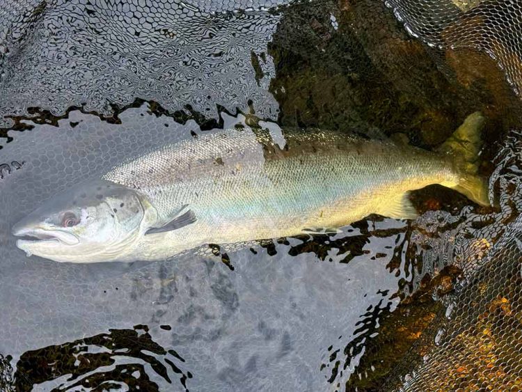 River Awe, Salmon, Salmon Fishing