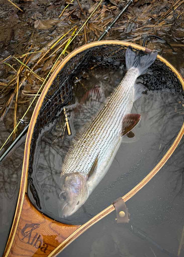 Grayling, Scottish Rivers, Landing Net