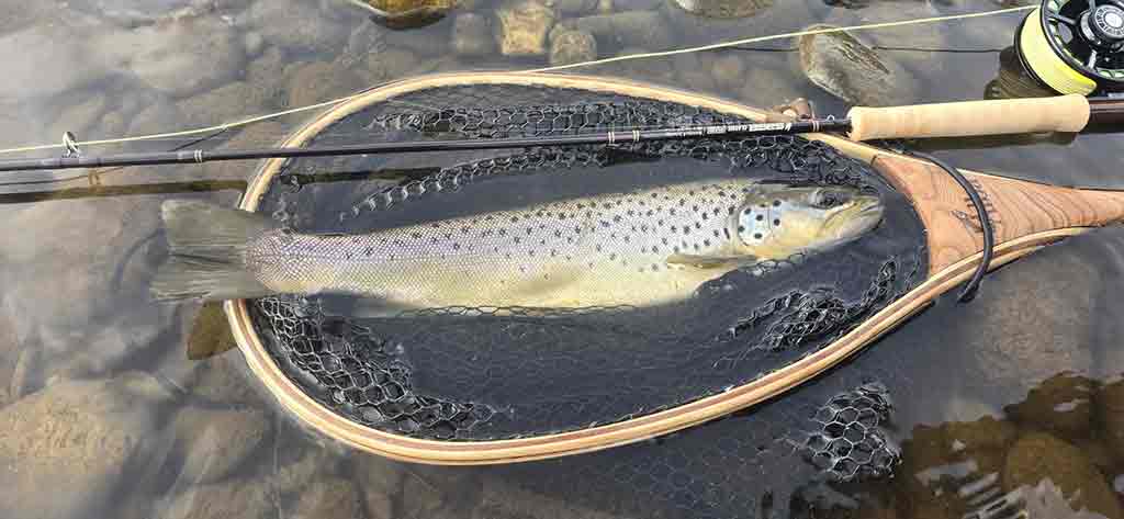 River Tay, Brown Trout,, Fly Fishing, Scotland, fishing near Edinburgh