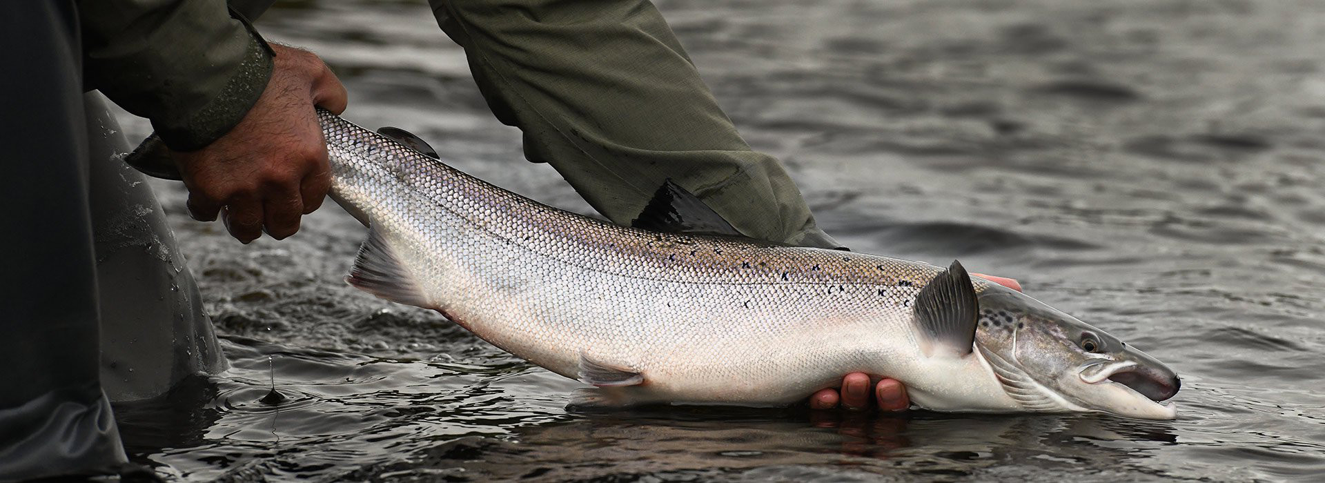 Salmon, Atlantic Salmon, Salmon Fishing