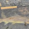 Brown Trout, Sage Fly Rods, Sage ESN, River Tay