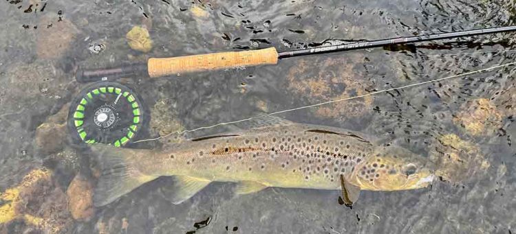 Brown Trout, Sage Fly Rods, Sage ESN, River Tay